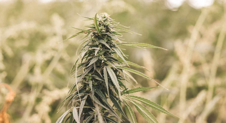 Ouganda et cannabis médical