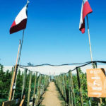 Paradise Seeds and its medical cannabis program