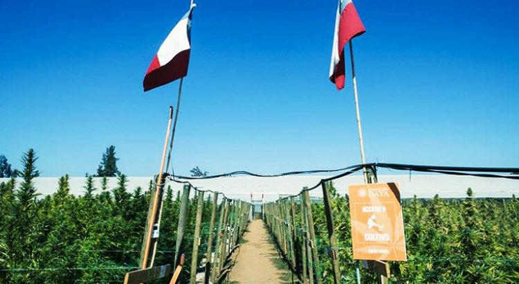 Paradise Seeds et son programme de cannabis médical
