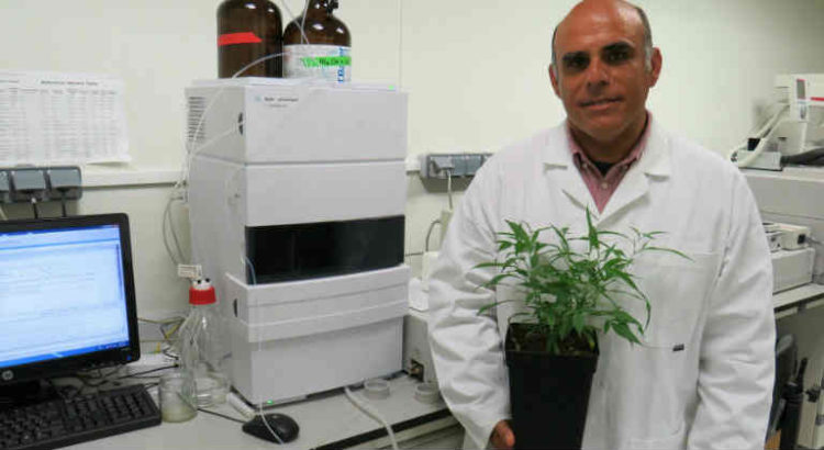 CBG cannabis sans THC