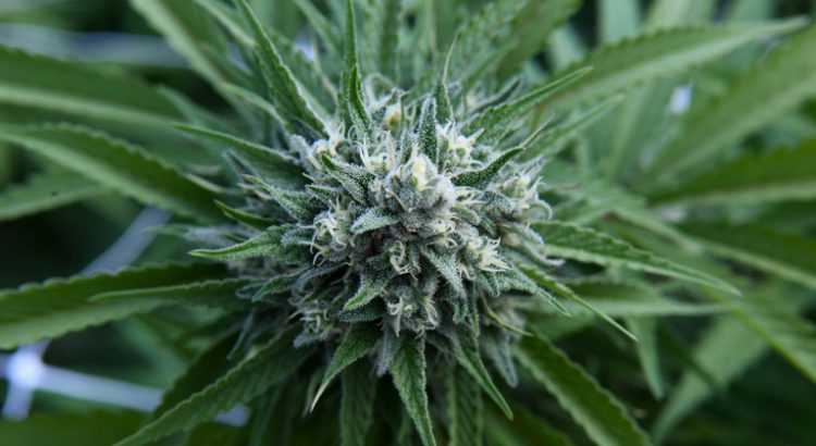 Cannabis CBD en Belgique