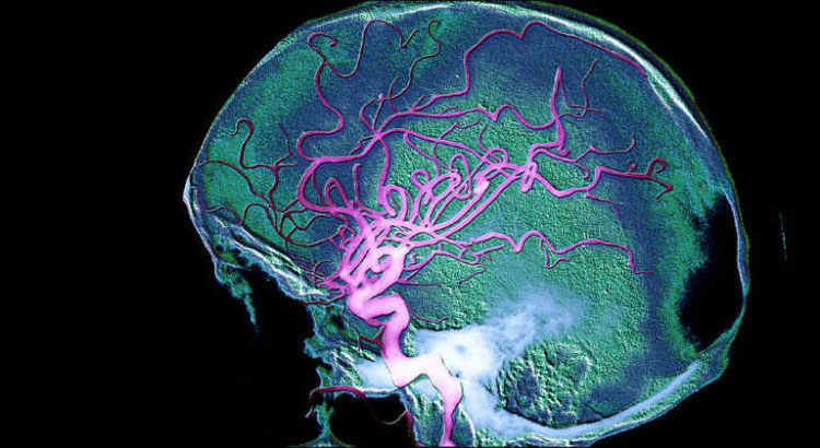 barrière hémato encéphalique cerveau CBD