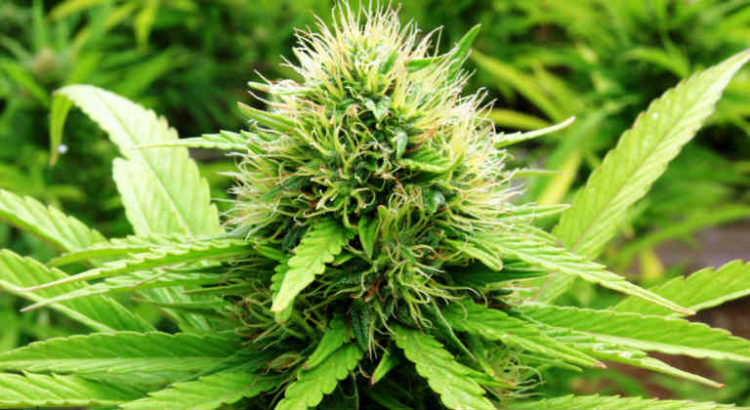 cannabis