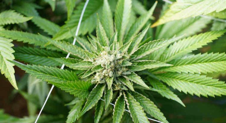 cannabis test