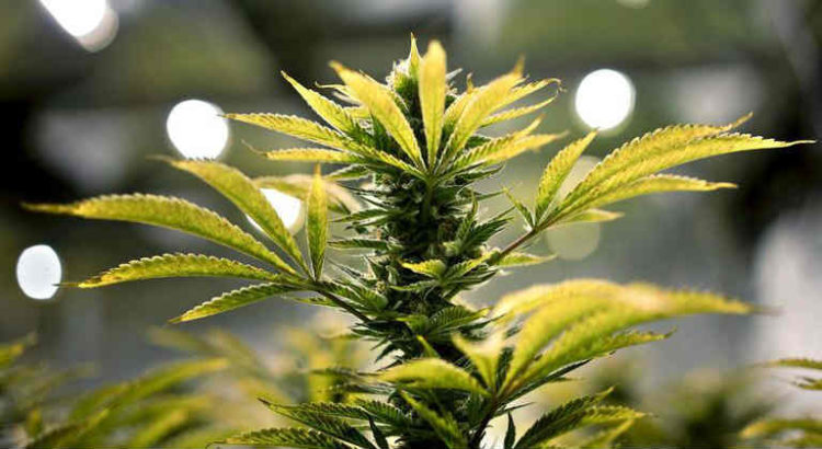 collectif espoir impatient cannabis médical