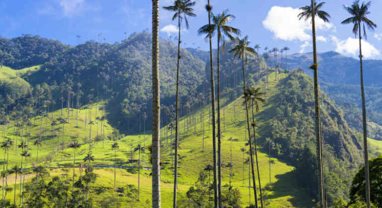 colombie cannabis