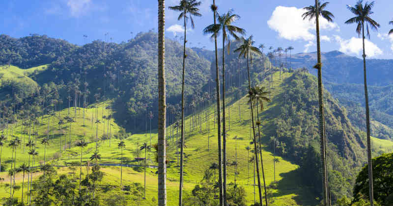 colombie cannabis