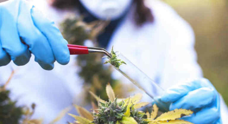recherche cannabis