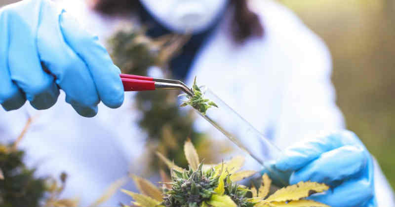 recherche cannabis