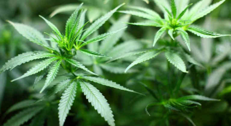cannabis