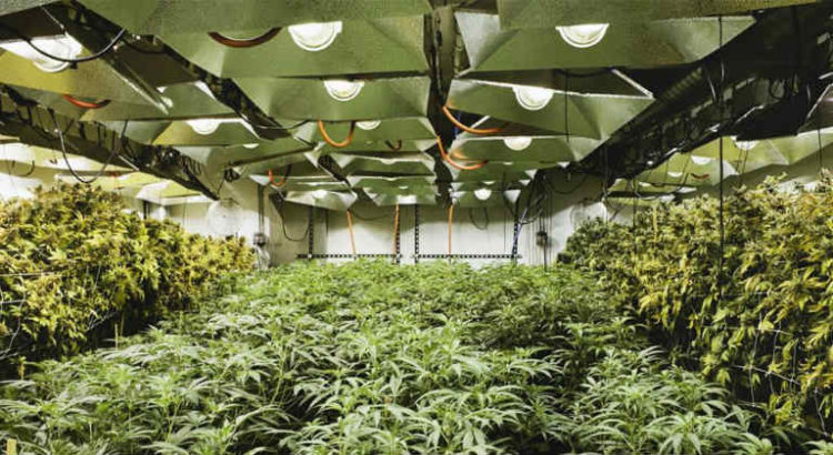 production cannabis médical