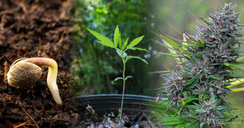 Les différentes étapes de la croissance d'une plante de cannabis - Newsweed
