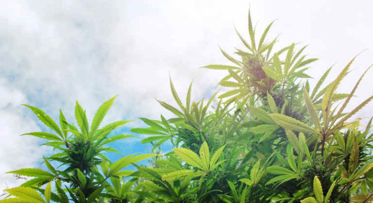 légalisation cannabis france