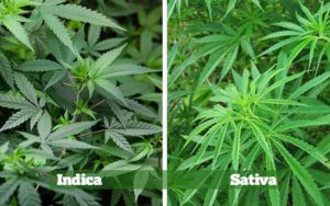 cannabis sativa indica