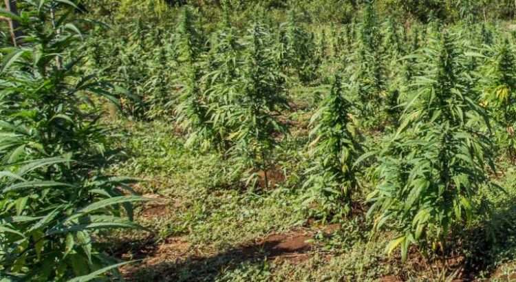 Canada la production de chanvre devrait doubler en 2019