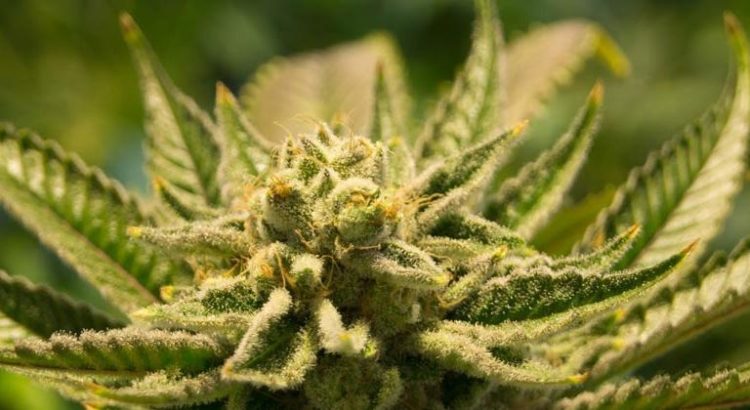 Députés et légalisation du cannabis en France