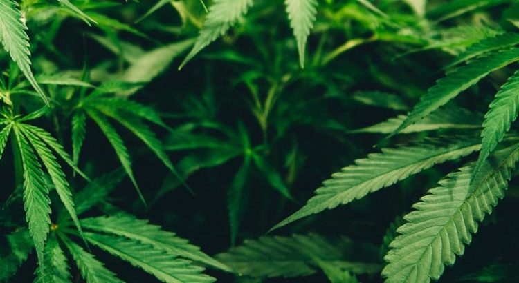 Cannabis médical au New Jersey