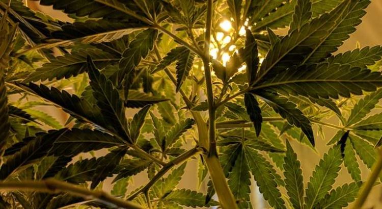 Canopy Growth achète Beckley Canopy Therapeutics, une firme de recherche qui développera ses produits