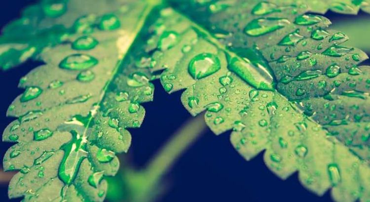 Canopy Growth pris dans des turbulences