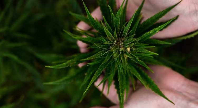 Etats-Unis : les recherches sur le cannabis bientôt facilitées ?