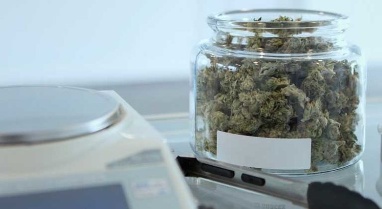 Etude : la sécheresse augmenterait la quantité de cannabinoïdes dans le cannabis