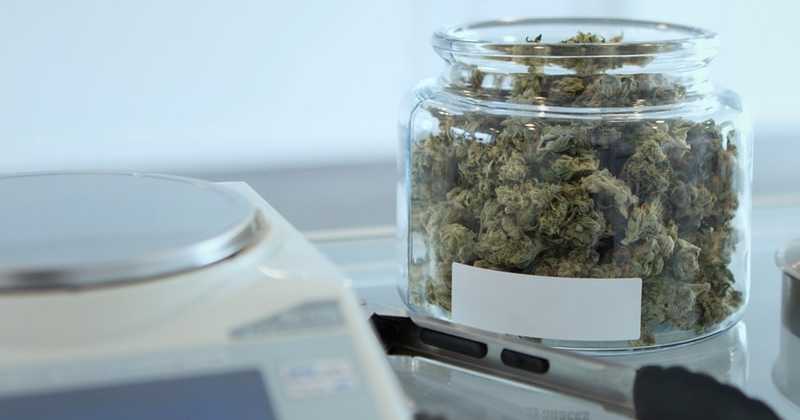 Etude : la sécheresse augmenterait la quantité de cannabinoïdes dans le cannabis