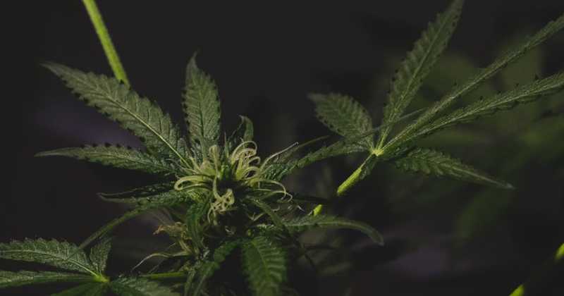 Le New Jersey va de nouveau tenter de légaliser le cannabis récréatif