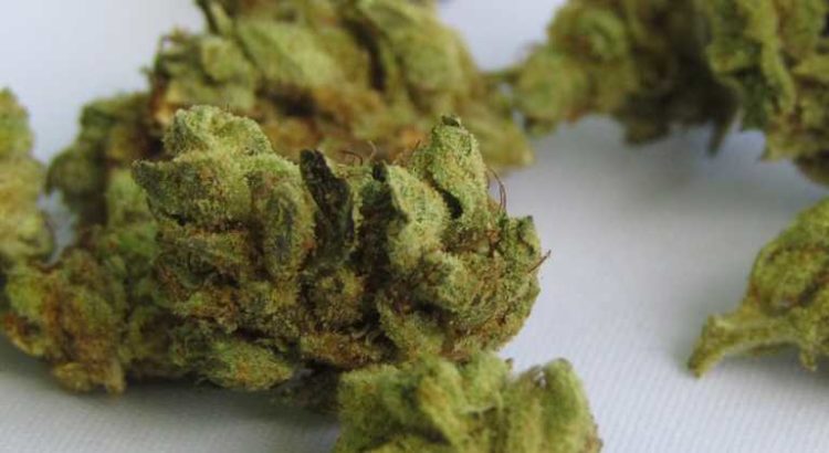 Le cannabis pourrait être utilisé pour traiter les symptômes du trouble obsessionnel Compulsif (TOC)