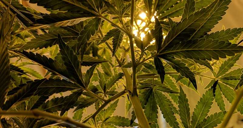 Le cannabis récréatif bientôt légal en Floride ?