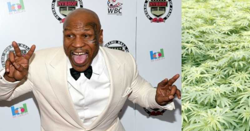 Mike Tyson dit qu'il dépense chaque mois 40 000 dollars de cannabis dans son ranch