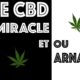 CBD miracle ou arnaque