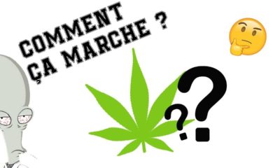 Comment fonctionne le cannabis