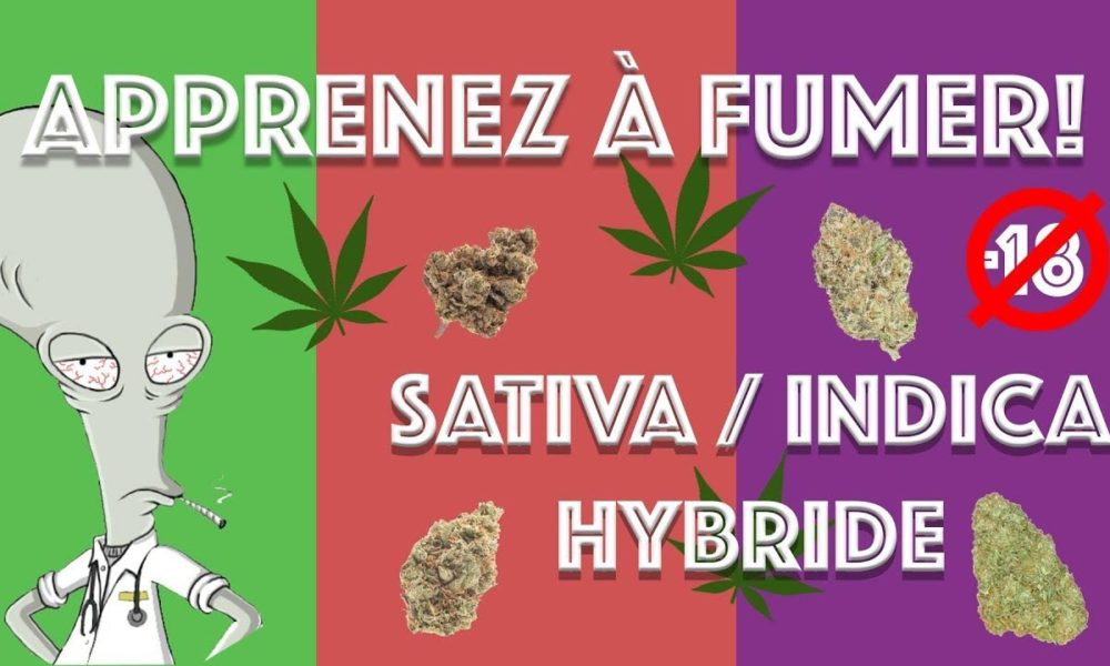 Différences Indica, Sativa et Hybride