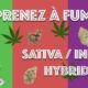 Différences Indica, Sativa et Hybride