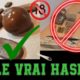 Le vrai hashish - Dr GreenRoger