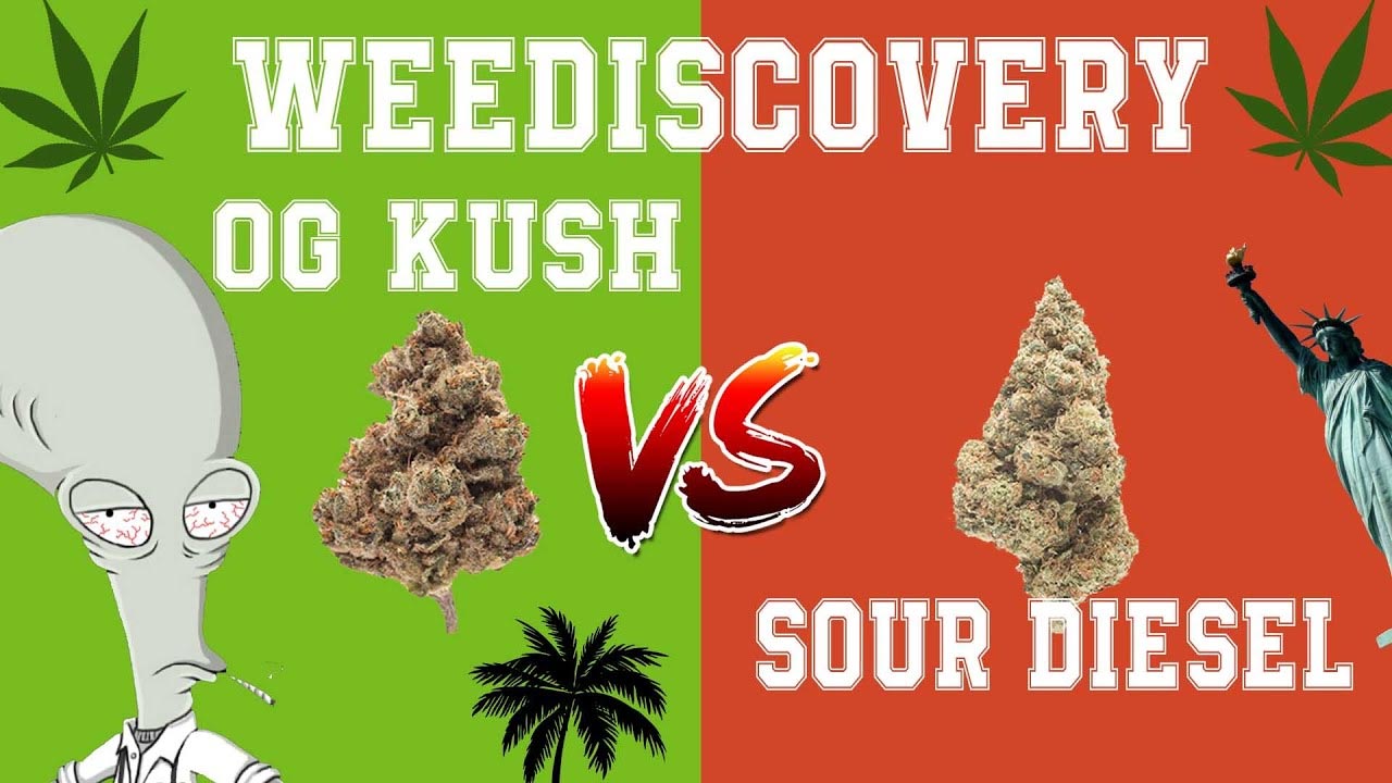 Weediscovery 1 OG Kush vs. Sour Diesel Dr GreenRoger Newsweed