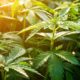 Canberra légalise le cannabis