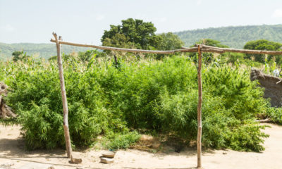 Cannabis au Ghana