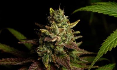 Cannabis médical au Mississippi