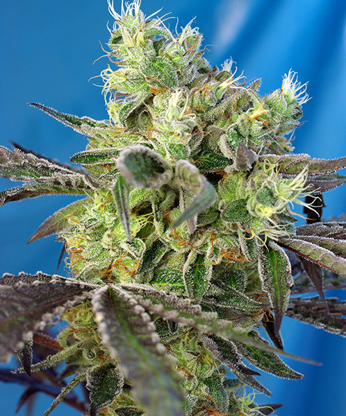 Do-sweet-dos de chez Sweet Seeds