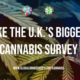 Etude sur le cannabis au Royaume-Uni