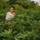 Légalisation du cannabis en Colombie