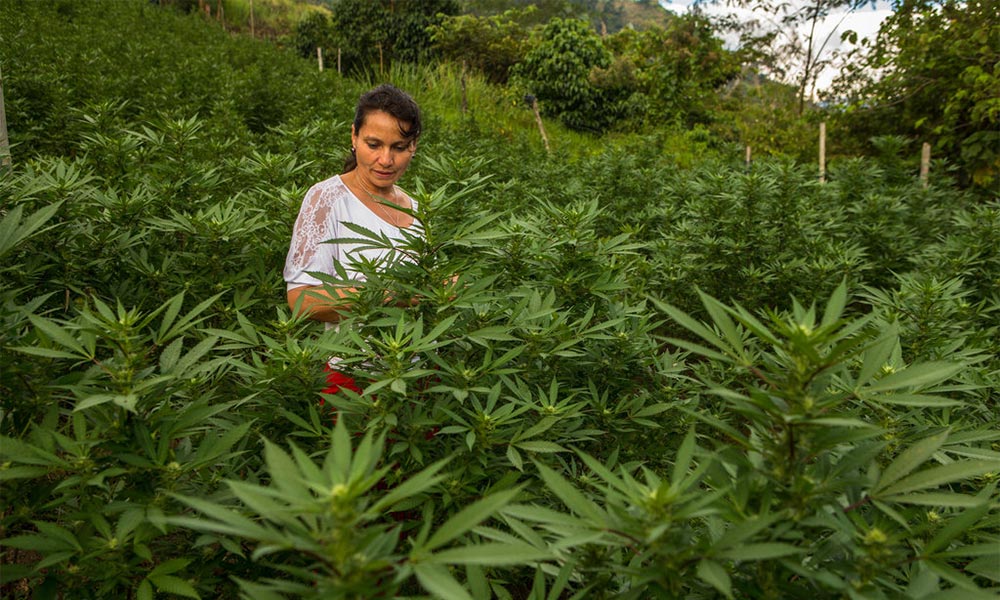 Légalisation du cannabis en Colombie