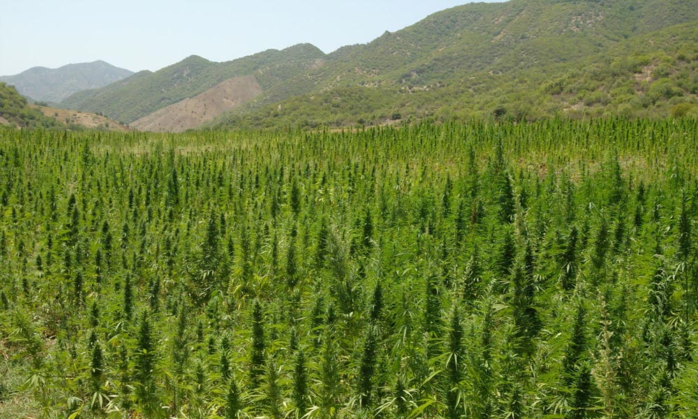 Légalisation du cannabis au Maroc