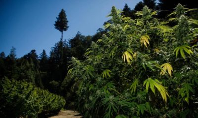 Appellation d'origine pour le cannabis californien