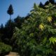 Appellation d'origine pour le cannabis californien