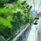 Aurora Cannabis en France