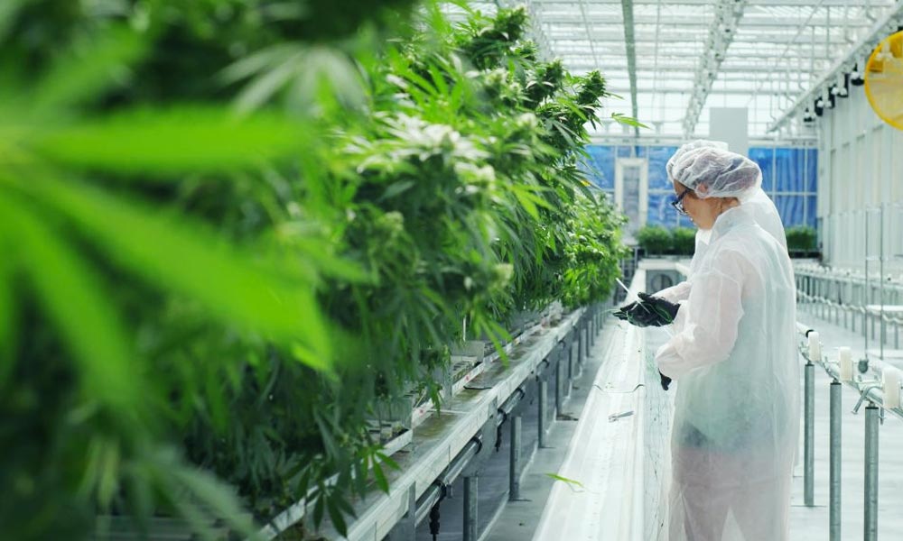 Aurora Cannabis en France