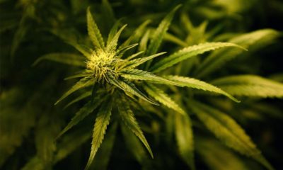 Légalisation du cannabis en Allemagne