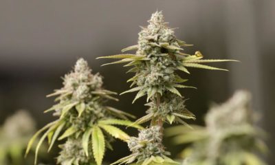 Légalisation du cannabis en Pennsylvanie